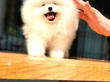 Pomerani̇an Boo