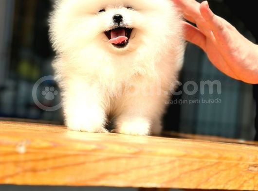 Pomerani̇an Boo görsel