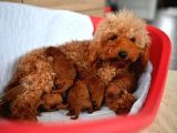 Teacup Secereli̇ Poodle Yavrulari