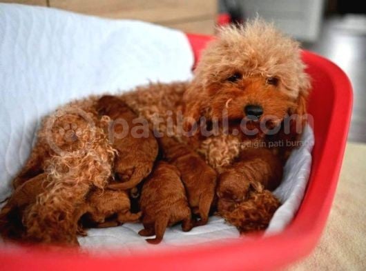 Teacup Secereli̇ Poodle Yavrulari görsel