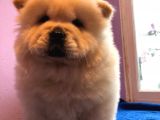 Chow Chow Çin Aslanı Yavrularımız