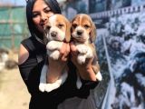 Safkan Beagle Yavrularım