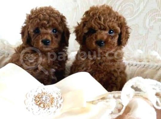 Teacup Secereli̇ Poodle Yavrulari görsel