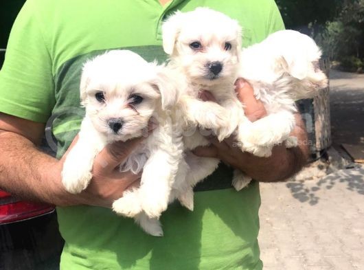 Ufacık Maltese Terrier Yavrularım görsel