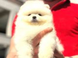 Pomerani̇an Boo