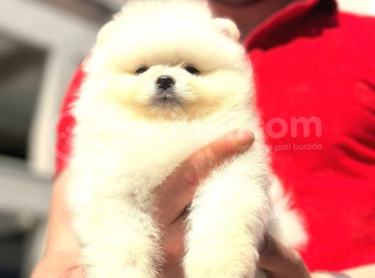 Pomerani̇an Boo görsel