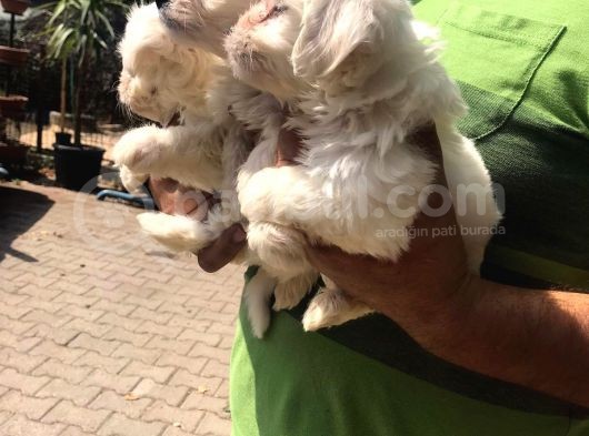 Ufacık Maltese Terrier Yavrularım görsel