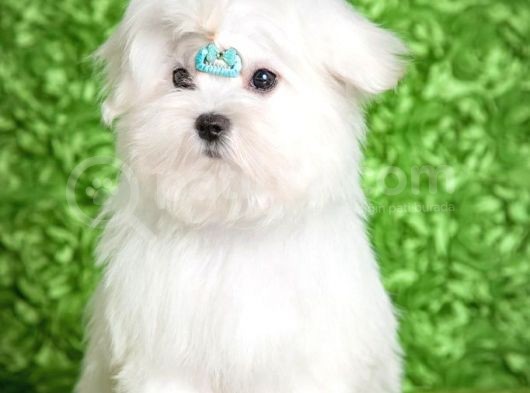 Şecereli Maltese Yavrularımız görsel