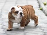 Şecereli İngiliz Bulldog Yavrularımız