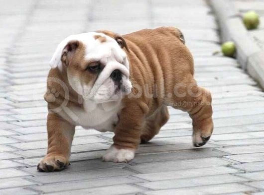 Şecereli İngiliz Bulldog Yavrularımız görsel