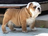 Şecereli İngiliz Bulldog Yavrularımız