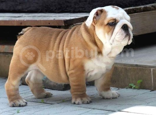 Şecereli İngiliz Bulldog Yavrularımız görsel