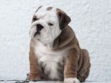 Şecereli İngiliz Bulldog Yavrularımız