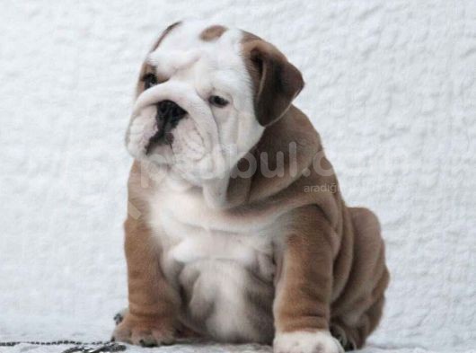 Şecereli İngiliz Bulldog Yavrularımız görsel
