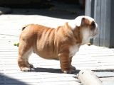 Şecereli İngiliz Bulldog Yavrularımız