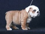 Şecereli İngiliz Bulldog Yavrularımız