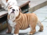 Şecereli İngiliz Bulldog Yavrularımız