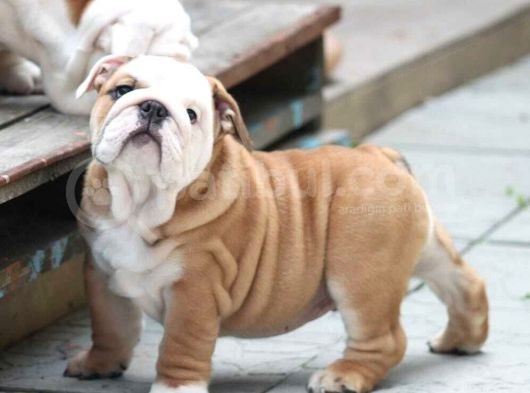 Şecereli İngiliz Bulldog Yavrularımız