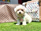 MALTESE TERRIER YAVRULARI VONALPPET GARANTISIYLE