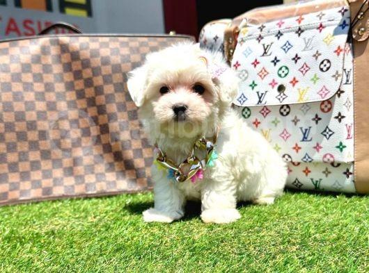 Maltese Terrier Yavrulari Vonalppet Garantisiyle