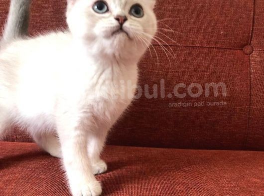 Üst Düzey Kalite Safkan British Silver Point Yavrularımız görsel