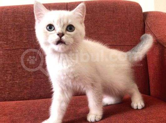 Üst Düzey Kalite Safkan British Silver Point Yavrularımız görsel
