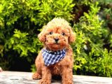 MUHTEŞEM TOY POODLE BEBEKLER  MALL OF İSTANBUL GARANTISIYLE