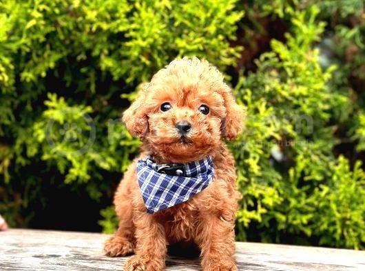 Muhteşem Toy Poodle Bebekler  Mall Of İstanbul Garantisiyle