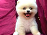 Teddy Bear Pomerian Yavrularımız Dişi Ve Erkek