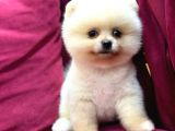 Teddy Bear Pomerian Yavrularımız Dişi Ve Erkek
