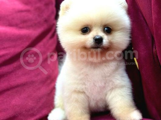 Teddy Bear Pomerian Yavrularımız Dişi Ve Erkek