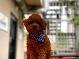 Show Kalite Toy Poodle Yavrular