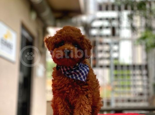 Show Kalite Toy Poodle Yavrular görsel