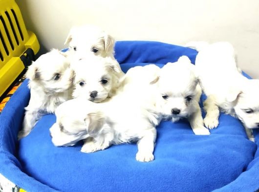 Pamuk Gibi Maltese Terrier Yavrular görsel