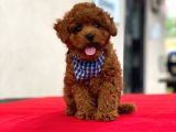 Show Kalite Toy Poodle Yavrular
