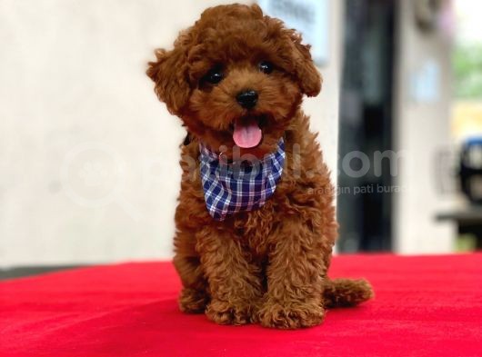 Show Kalite Toy Poodle Yavrular görsel