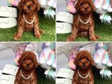 RED BROWN TOY POODLE YAVRUMUZ