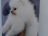 Orjinal Boo Yavrular Her Renk Bebek Mevcuttur Canlı Görebilirsiniz