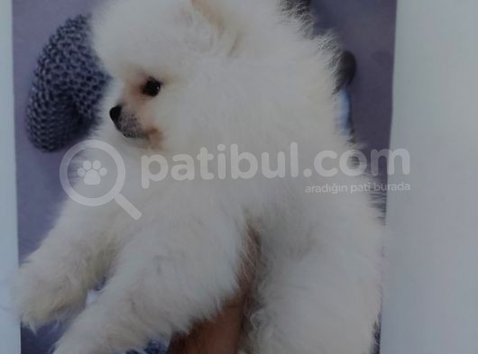 Orjinal Boo Yavrular Her Renk Bebek Mevcuttur Canlı Görebilirsiniz görsel