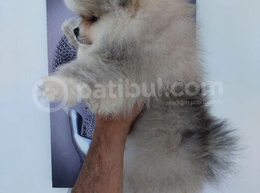 Orjinal Boo Yavrular Her Renk Bebek Mevcuttur Canlı Görebilirsiniz görsel