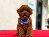 Show Kalite Toy Poodle Yavrular