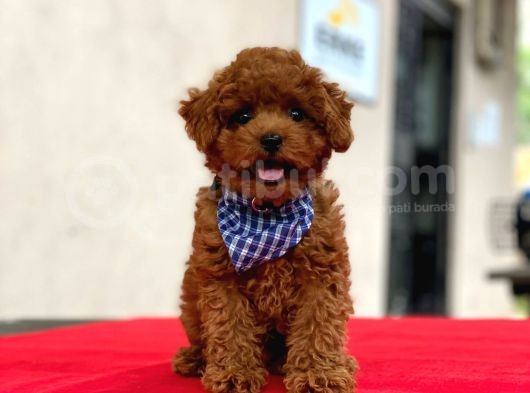 Show Kalite Toy Poodle Yavrular görsel