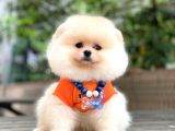 Show Kalite Pomeranian Boo Yavrular