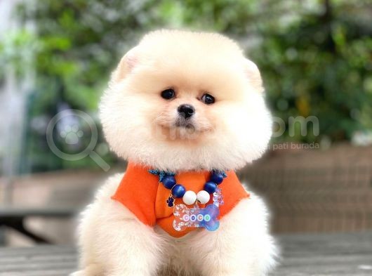 Show Kalite Pomeranian Boo Yavrular görsel