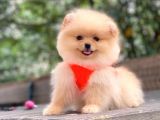Show Kalite Pomeranian Boo Yavrular