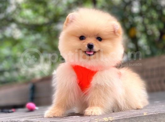 Show Kalite Pomeranian Boo Yavrular görsel