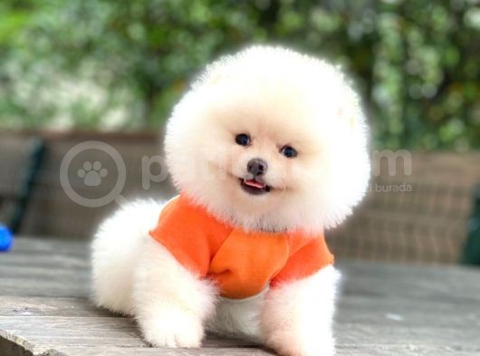 Show Kalite Pomeranian Boo Yavrular görsel