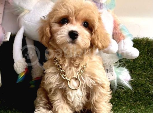 Anne Altından Maltipoo Yavrularımız Dişi Ve Erkek görsel