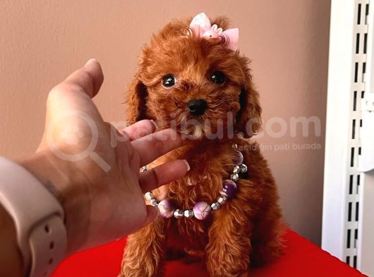 Tuvalet Eği̇ti̇mli̇ Mi̇ni̇ Toy Poodle Bebekleri̇mi̇z