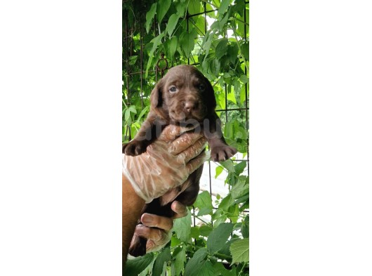 Chocolate Labrador Yavrularim görsel